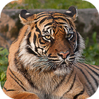 Tiger Wallpapers ikona