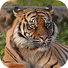 Tiger Wallpapers icono