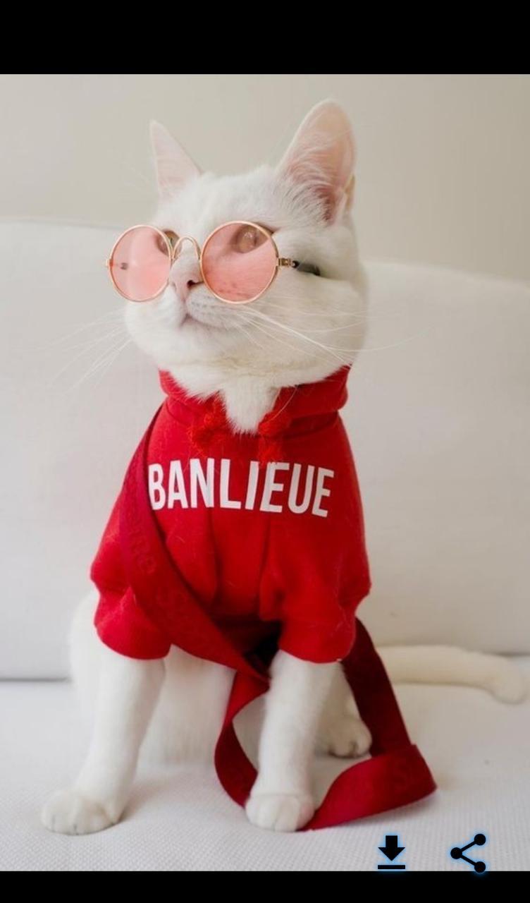 Модные котики