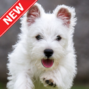 Wallpaper Anjing Lucu APK