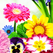 Wallpaper Bunga Cantik