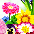 Wallpaper Bunga Cantik APK