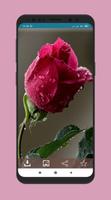 Wallpaper Bunga Mawar screenshot 2