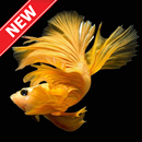 Wallpaper Ikan Cupang APK