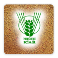 Forage Seed