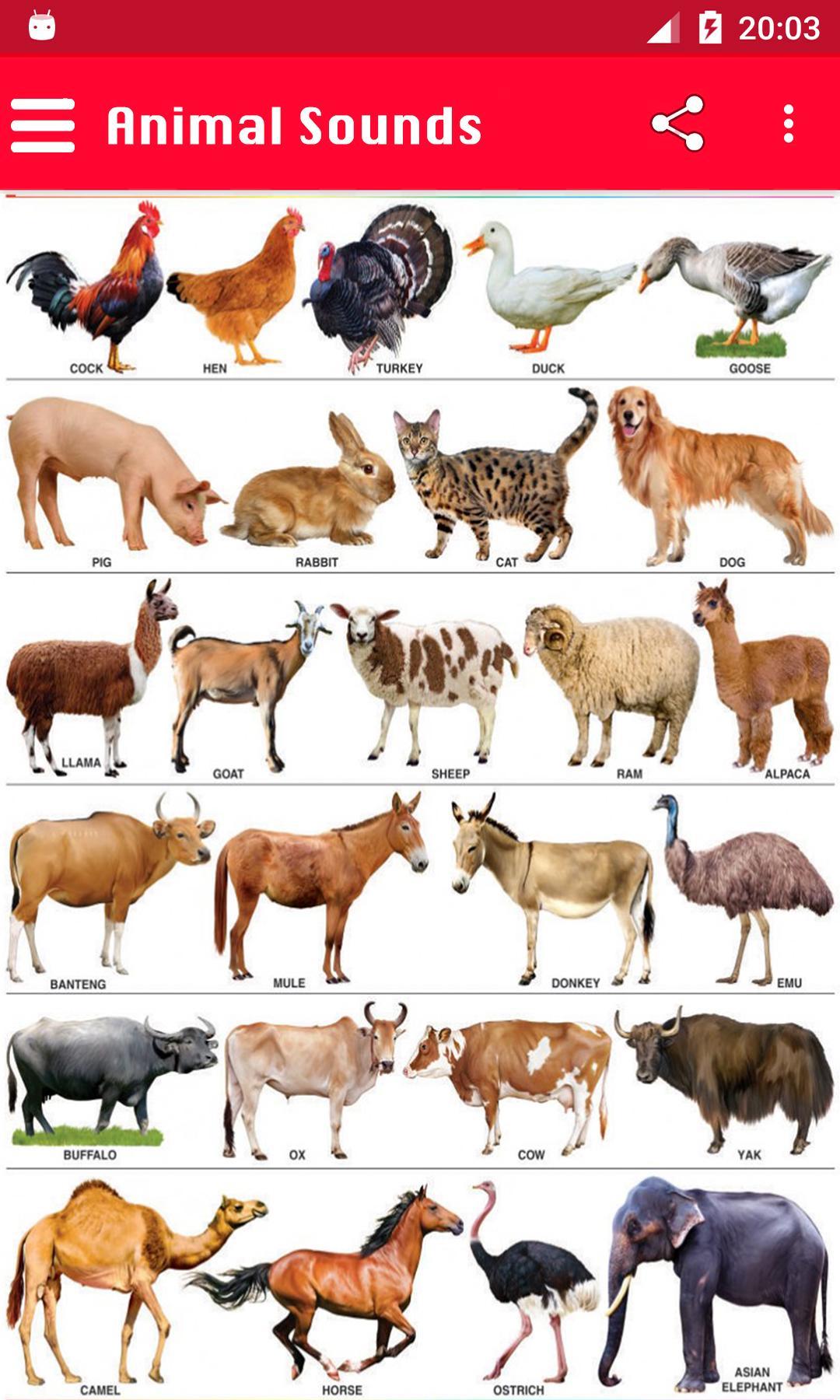 100 Animal Sounds APK للاندرويد تنزيل 100 Animal Sounds APK للاندرويد تنزيل