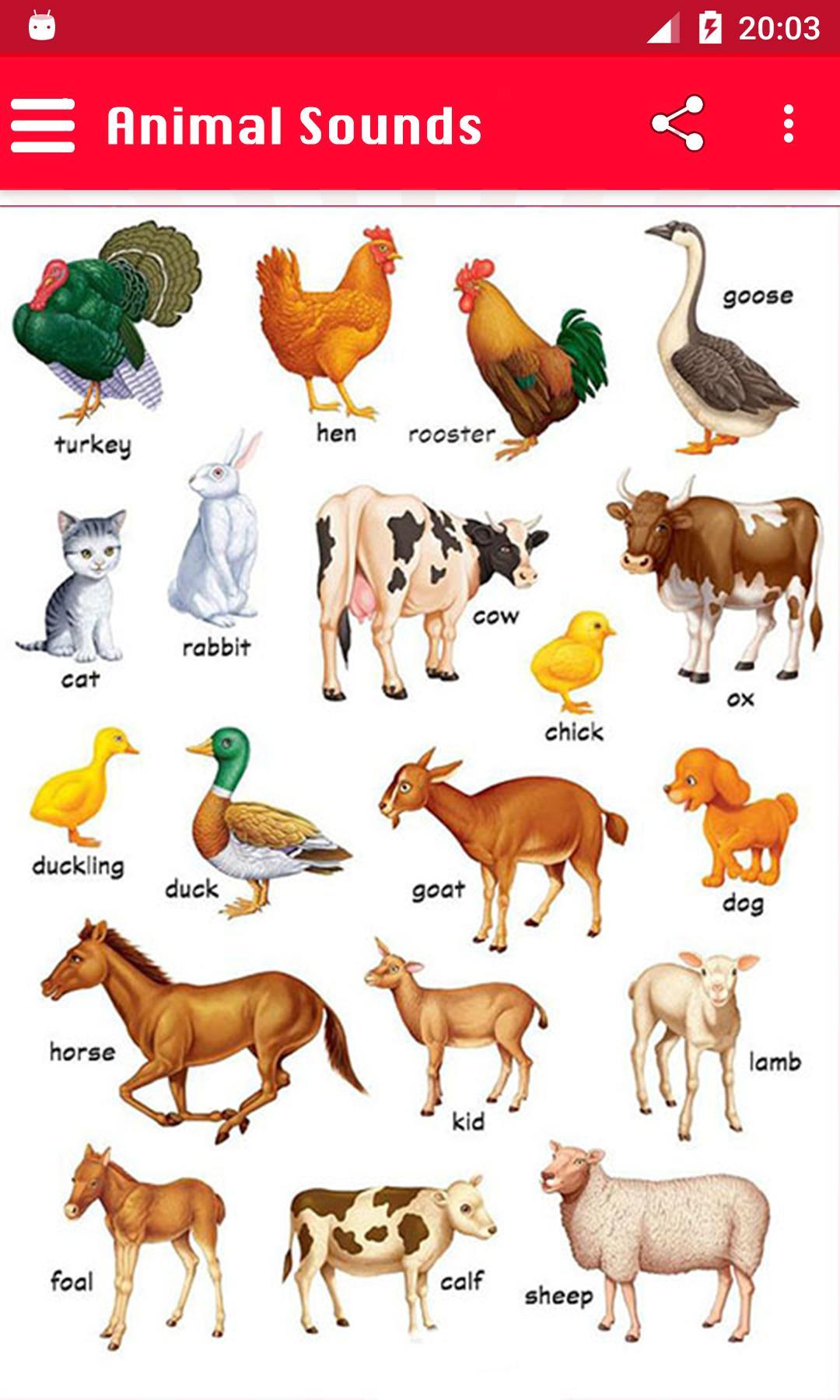 100 Animal Sounds APK pour Android Télécharger 100 Animal Sounds APK pour Android Télécharger