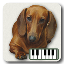 Piano de chiens APK