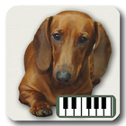 Piano de Cães ícone