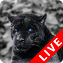 Black Panther Live Wallpaper APK