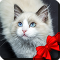 Cats Live Wallpaper