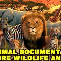 Live Documentary Animals