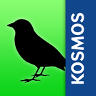ikon Birds of Europe: Identificatio