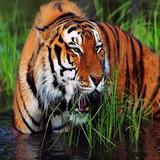 জিম করবেটের বাঘ শিকার biểu tượng