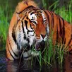 জিম করবেটের বাঘ শিকার APK