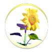 Sunflower - Weather map