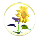 Sonnenblume APK