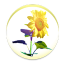 Sunflower - Weather map APK