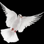 خلفيات حمام-pigeon wallpapers