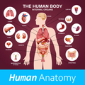 Human Anatomy