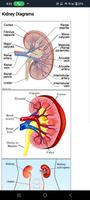 Human Anatomy 截圖 2