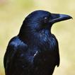 Crow sounds