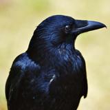 Crow sounds ícone