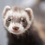 Ferret sounds