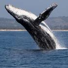 Humpback Whale sounds icône