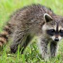 Raccoon sounds APK