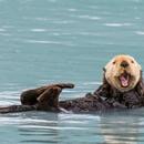 Sea Otter sounds APK
