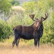 moose sounds