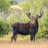آیکون‌ moose sounds