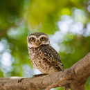 owl sounds APK