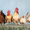chicken sounds APK