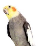 cockatiel sounds