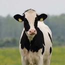 cow sounds APK