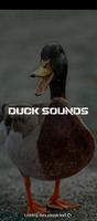 duck sounds bài đăng