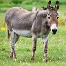 donkey sounds APK