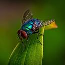 fly sounds APK