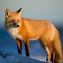 fox sounds APK