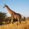 giraffe sounds APK