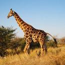 giraffe sounds APK