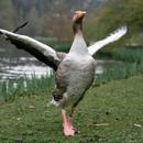 goose sounds APK