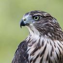 hawk sounds APK