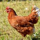 hen sounds ícone