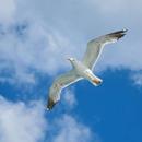 seagull sounds APK