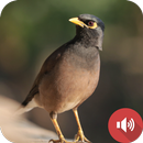 Mynas Bird Sounds APK