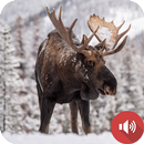 เสียงกวางมูซ APK