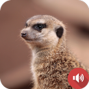 Mongoose Sounds APK